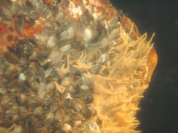 Freshwater Invertebrates- Zebra mussells and Freshwater s... by Rebecca Urban 